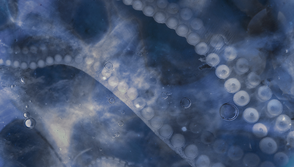 Sky reflected in the water with tentacles underwater